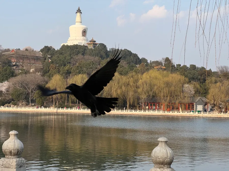 【北京溜达日记】20220320 photo 1