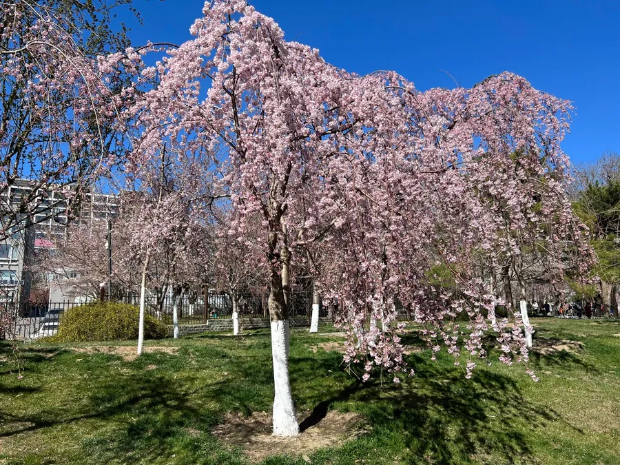 【北京溜达日记】20220331 photo 2