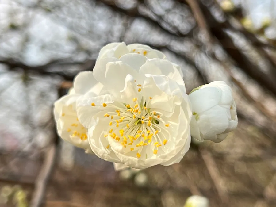 【北京溜达日记】20220320 photo 3